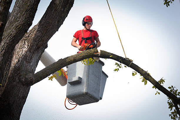 Best Utility Line Clearance  in Tahoma, CA